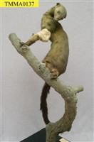 藏品(鼬獾)的圖片